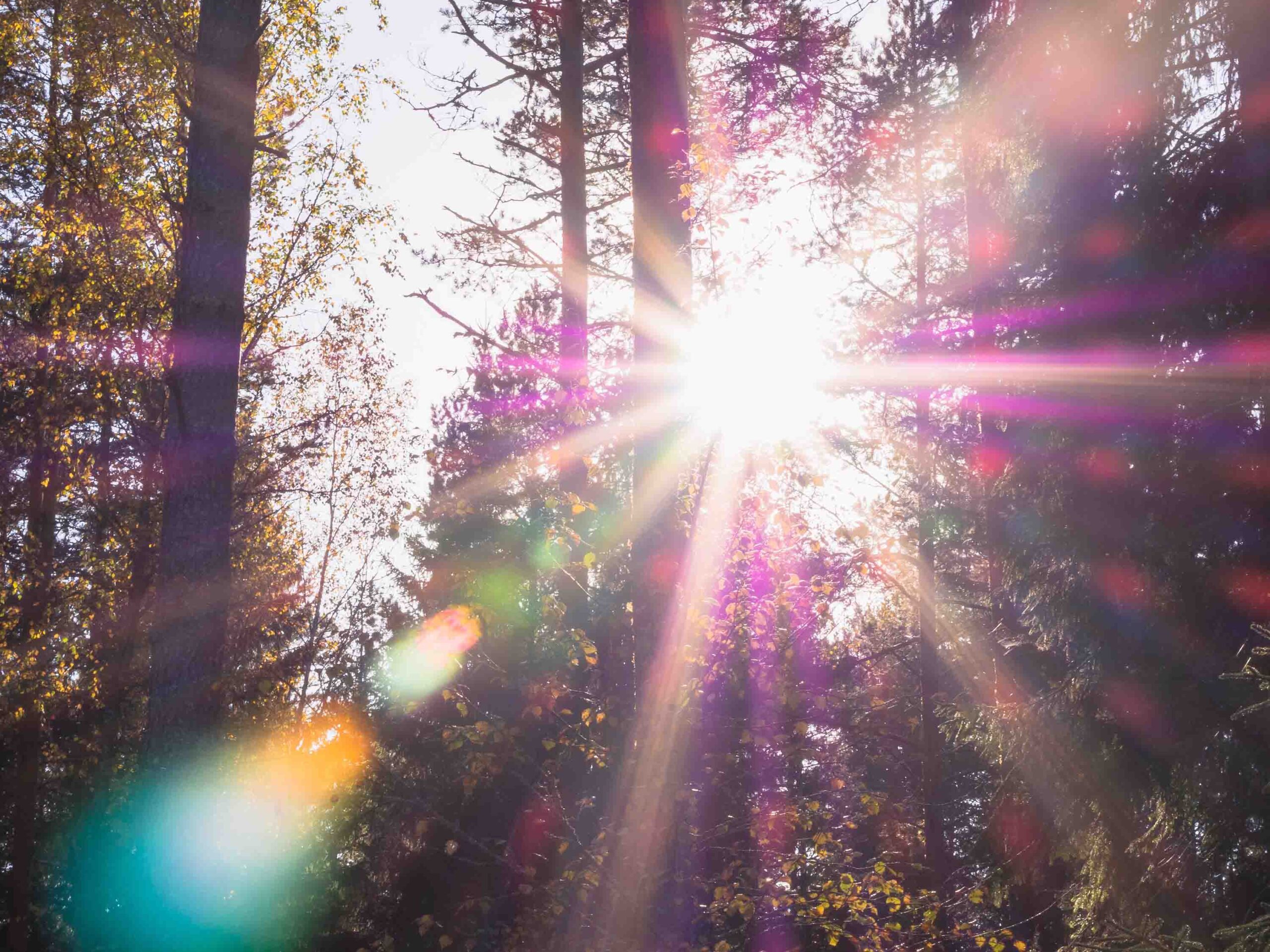 Sun beams through trees